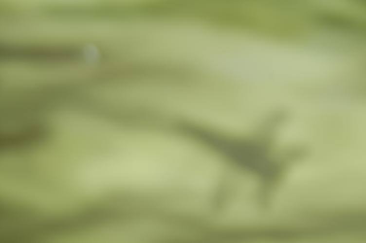 Full-Size (huge) Image